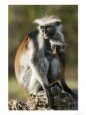 Zanzibar Red Colobus, Female with Infant, Zanzibar