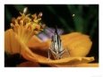 89 Butterfly, Trinidad