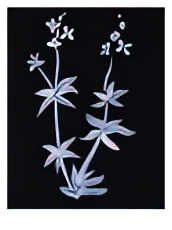 Shadow Floral