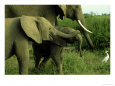 Elephants, Calves Playing, Kenya