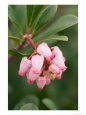Arctostaphylos Uva-Ursi, Vancouver Jade