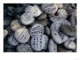 Prayer on Stones at the Feet of a Buddha (Senyu-Ji), Japan