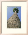 Frogs-Eye View of a Palm Tree That Reaches to the Sky