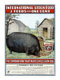 International Hog Swine Feed