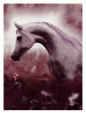 Silver Stallion