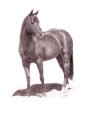 Calypso Pony