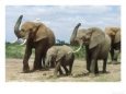 African Elephant, Smelling the Air, Kenya