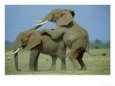 African Elephant, Male Mounting Male, Kenya
