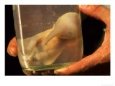 African Elephant Embryo Preserved in Bottle, South Africa