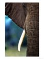 Elephant, Portrait, Mashatu Game Reserve, Botswana