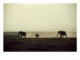 Elephants, Mating Chase at Dusk, Kenya