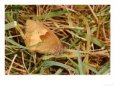 Meadow Brown Butterfly, Adult Female Resting, Cambridgeshire, UK