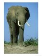 African Elephant, Bull, Kenya