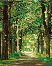 Forest Path