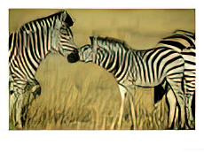 Burchells Zebra Youngster Greeting Mother Botswana, Southern Africa