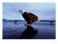 Bald Eagle, Feb, USA