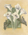 Cala Lilies