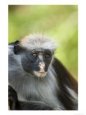Zanzibar Red Colobus, Close up Portrait of Adult Peering, Zanzibar