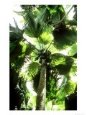 Coco Der Mer Palm, Female, Seychelles