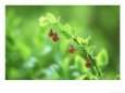 Blaeberry or Bilberry, Flower, Scotland