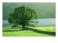Tree and Wall, Scotland