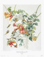 Ruby-Throated Hummingbird Nationality American Art