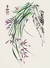 Wild Orchids I