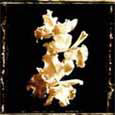 Flower Study II