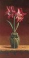 Terracotta Amaryllis