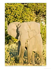African Elephant, Male, Botswana