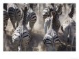 Burchells Zebra, Group Running in Dust, Botswana