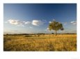 Tree in Landscape, Botswana