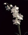 Orchid Study III