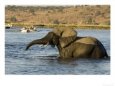 African Elephant, Adult Wading, Botswana
