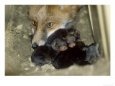 Fox, and 1 Day Old Cubs