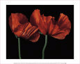 Papaver Orientale I