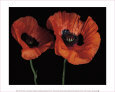 Papaver Orientale II