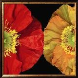 Red and Yellow Poppy I