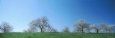 Blue Sky over Cherry Trees, Mission Peninsula, Traverse City, Michigan, USA