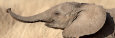 African Elephant Calf at Play