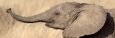 African Elephant Calf at Play