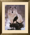 Wolf and Eagle