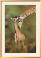 Tender Love
