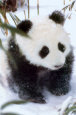Baby Panda