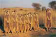 Meerkats