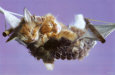 Kittens In A Hammock