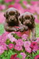 Lab Puppies- Keith Kimberlin